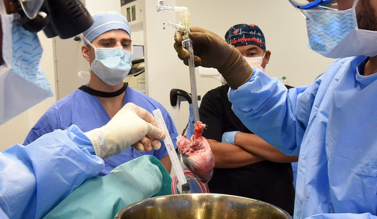 Pig heart transplant